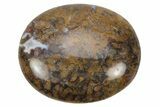 Petrified Palm Root Pocket Stones - Brown Color - Photo 4